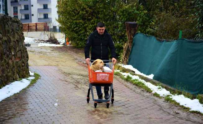 Felçli köpeği hayata bağlayan sevgi