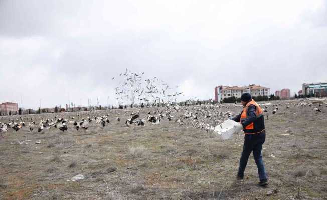 Fırtınada zorunlu iniş yapan leyleklere Konya Büyükşehir’den balık ikramı