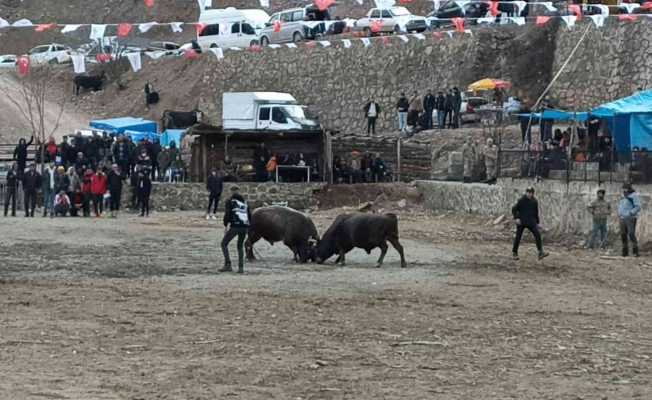 Geleneksel 27.  Sarıgöl Boğa Güreşleri başladı