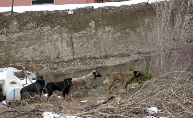 Gümüşhane’de başıboş sokak köpekleri çocukların kabusu oldu