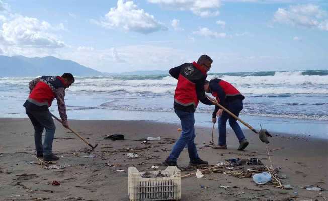 Hatay’da sahile vuran ölü denizanaları incelemeye alındı