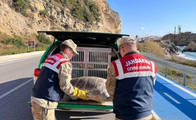 Hatay’da yaralı caretta caretta bulundu