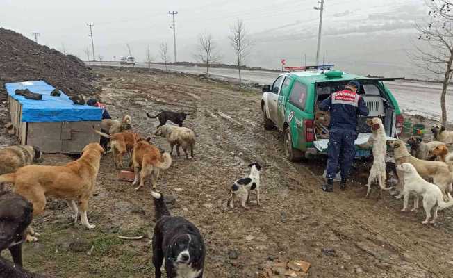 Jandarmadan sokak hayvanlarına şefkat eli