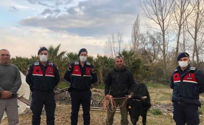 Kaybolan inek, jandarma tarafından bulunup sahibine teslim edildi