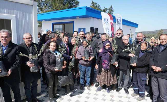 Konser gelirleri zeytin ağacına dönüştü