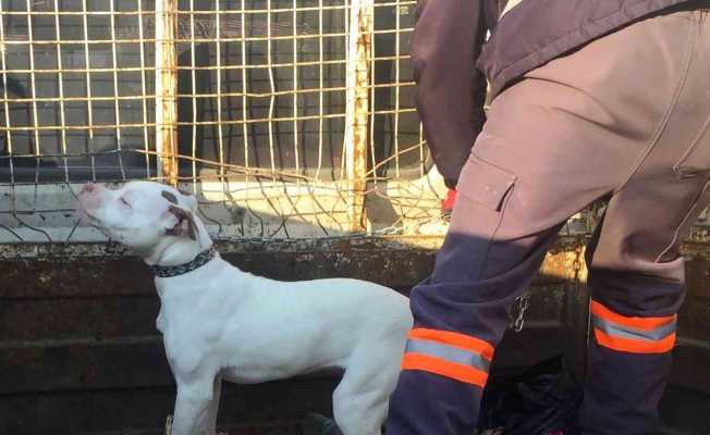 Konya’da başıboş pitbull cinsi köpek yakalanarak barınağına götürüldü