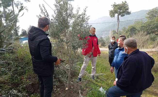 Köyceğiz’de zeytin üreticilerine uygulamalı budama eğitimi verildi