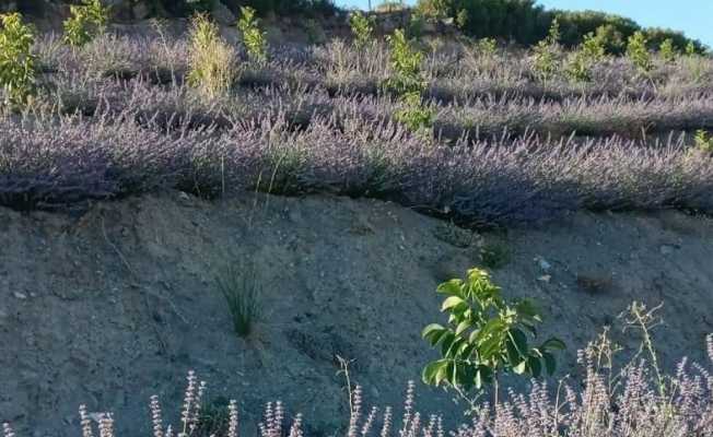 Lavanta üretimi çiftçinin alternatif geliri oldu