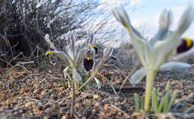 Malatya’da Nevruz Çiçekleri açtı