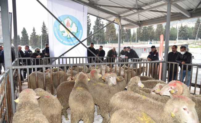 Manisa Büyükşehir Belediyesinden hayvan üreticisine destek