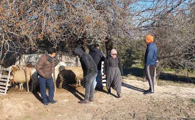 Mersin’de köpekler, 1 koyun ve 4 kuzuyu telef etti