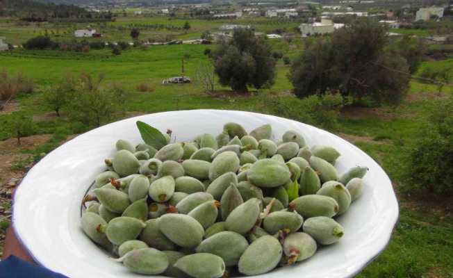 Mersin’de yangın bölgesinde çağla hasadı