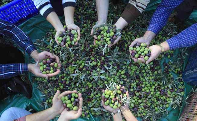 Muğla’daki zeytin verimsizliği masaya yatırıldı