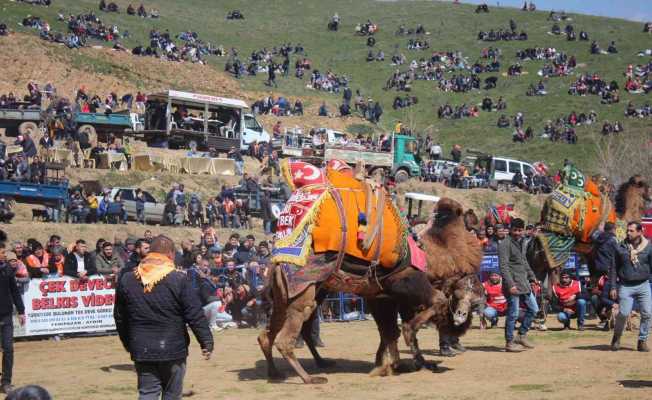 Ödemiş’te 25. Konaklı Deve Güreşleri gerçekleşti