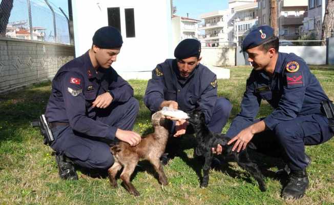 Oğlakları jandarma biberonla besliyor