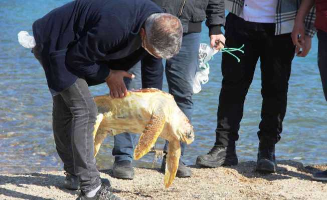 Ölü caretta caretayı görenler şoke oldu