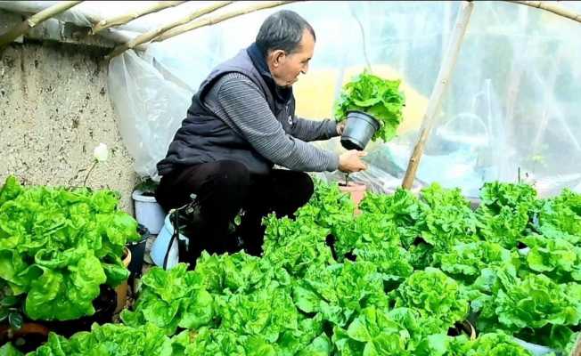 (ÖZEL) Bu da ’Bitmeyen marul’ projesi