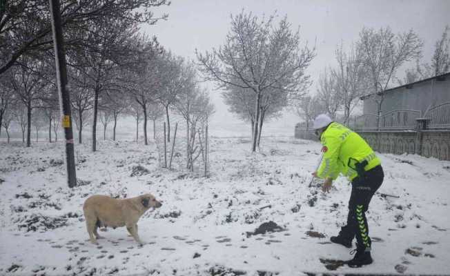 Polislerden sokak hayvanlarına yem