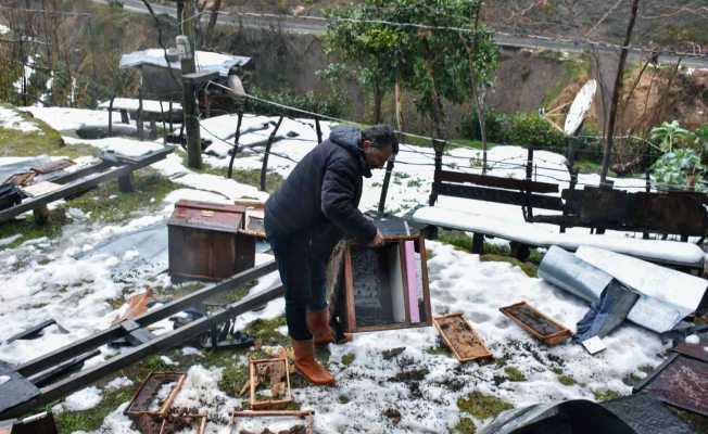 Rize’de aç kalan ayılar köye indi, 42 kovana zarar verdi