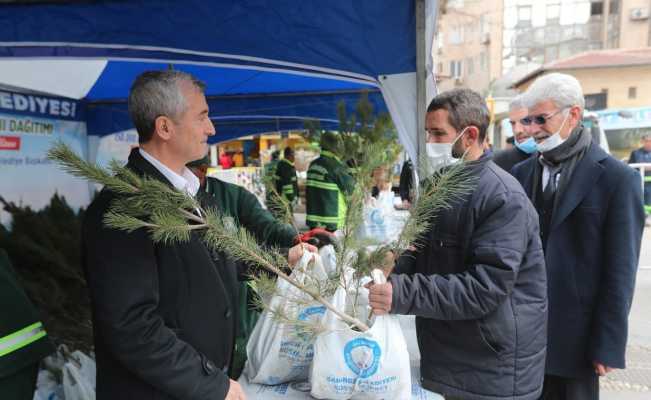 Şahinbey’de 150 bin çam fidanı dağıtıldı