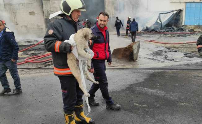 Şanlıurfa’daki sünger fabrikasında büyük yangın