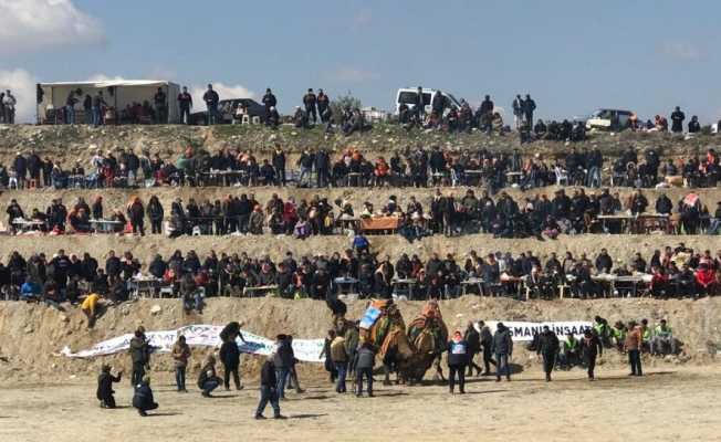 Soğuğa rağmen deve güreşleri nefes kesti