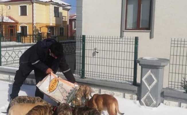 Sokak hayvanları için mama ve yem bırakıldı