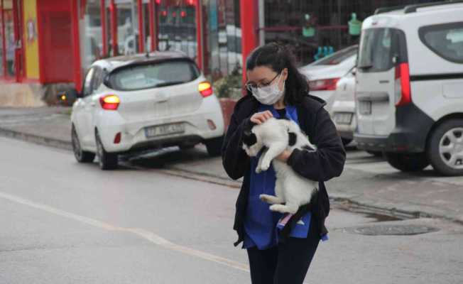 Sokak kedilerine veteriner kliniklerinin kapısı ücretsiz açılıyor