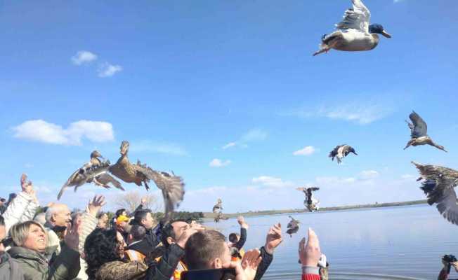 Tekirdağ’da bin adet yaban ördeği suya bırakıldı