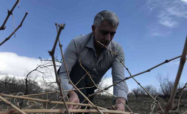 Tescilli Cimin üzümü mesaisi başladı