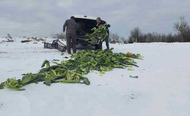 Trakya’da yaban hayatına 22 ton yem bırakıldı