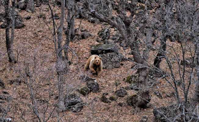 Tunceli’de yaban keçileri ve yiyecek arayan ayı görüntülendi