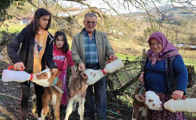 Üçüz doğan buzağılarına bebek gibi bakıyorlar