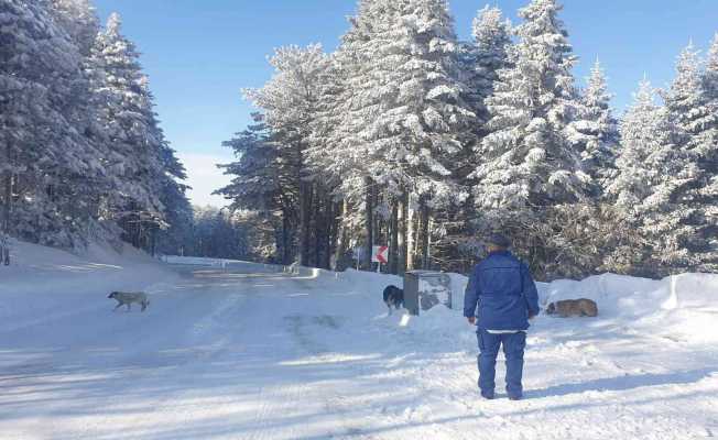 Uludağ’da aç kalan köpeklere jandarma şefkati