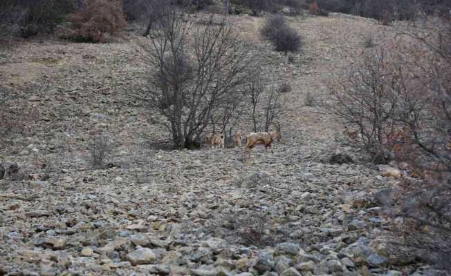 Yaban keçileri ilk kez bu kadar yakından görüntülendi