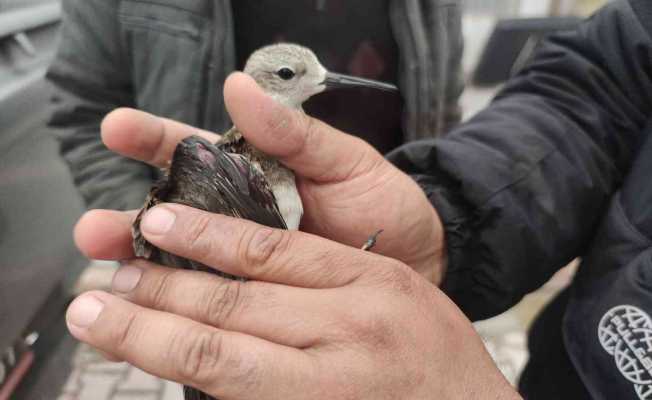 Yaralı ’dövüşken kuş’ tedaviye alındı