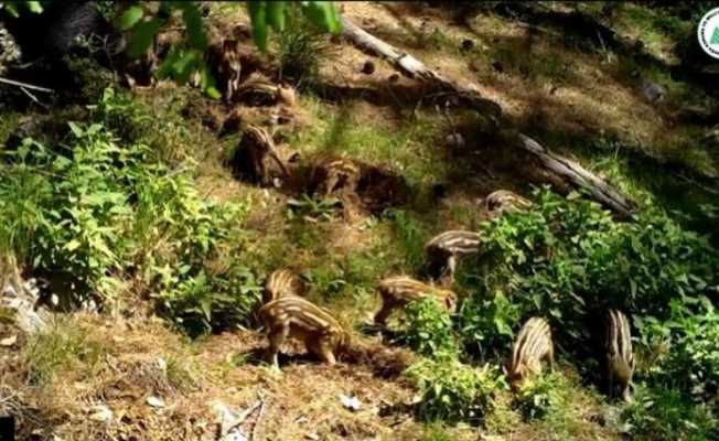 Yavru yaban domuzlarını doğal ortamlarında fotokapan görüntüledi