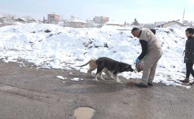 Yeşilyurt’ta karda sokak hayvanları unutulmadı